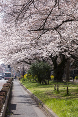 Fototapeta na wymiar 大学通りの桜（東京都国立市）