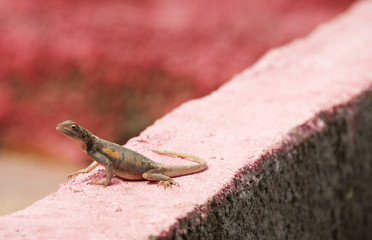 Agama agamidae