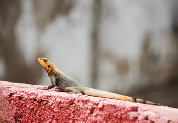 Agama agamidae