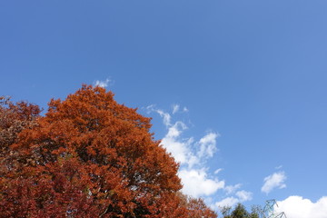 青空と紅葉
