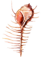 watercolor sea shell