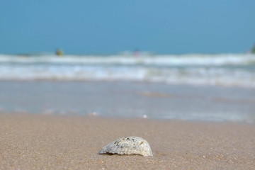 Sea shells on the beach with blurred background