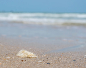 Sea shells on the beach, blurred background