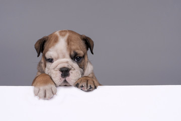 English bulldog puppy