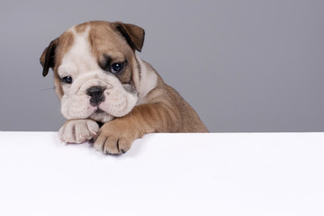 English Bulldog puppy