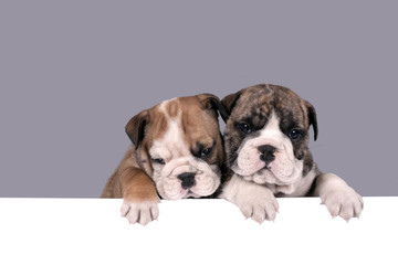 Two English bulldog puppies