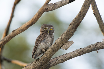 Owl, Spotted owlet (Athene brama) on branch,Bird of Thailand