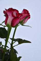 Bouquet of roses on a white background.