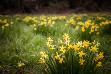 Fototapeta premium Beautiful daffodils on a natural background in spring