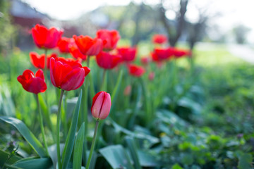 Red tulips on flowerbed