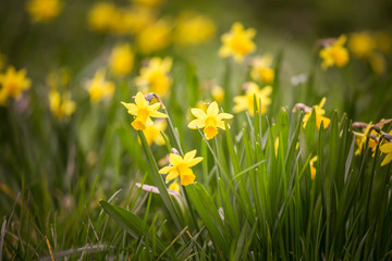 Obraz premium Beautiful daffodils on a natural background in spring