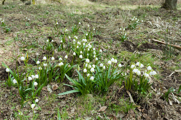 early spring snowflake flowers in forest