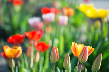 Multi-colored tulips