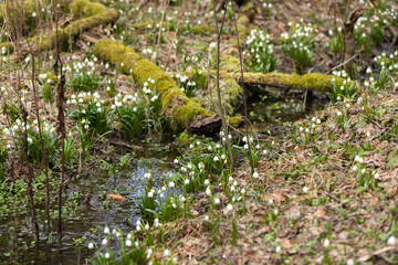 early spring snowflake flowers in forest