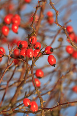 Red berries of rose bush in winter
