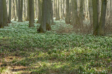 early spring snowflake flowers in forest