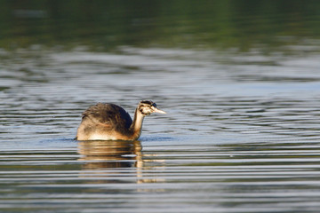 Juveniler Haubentaucher