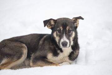 a stray dog on the winter snow