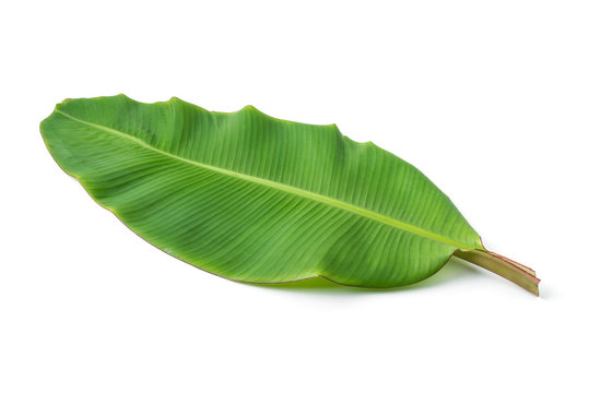 Fototapeta banana leaf isolated on white background