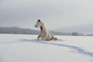 sitting but not waiting, cute paint horse sitting in fresh snow and seeming to be smiling