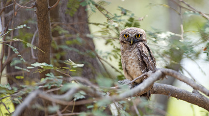 Owl, Spotted owlet (Athene brama) on branch,Bird of Thailand