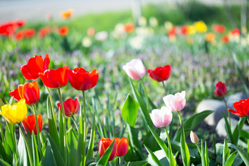 Fototapeta na wymiar Multi-colored tulips