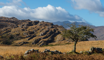 Lone tree in the rugged landscape of the ring of kerry