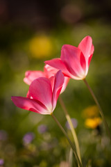 Obraz premium Beautiful tulips on a natural background in spring