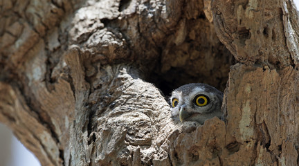 Owl, Spotted owlet (Athene brama) in tree hollow,Bird of Thailand
