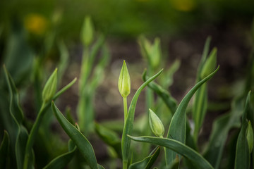 Beautiful tulips on a natural background in spring