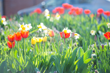 Multi-colored tulips