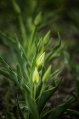 Beautiful tulips on a natural background in spring