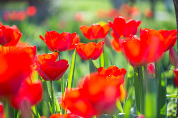 Fototapeta premium Red tulips on flowerbed