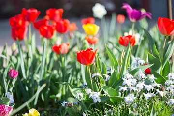 Multi-colored tulips
