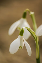 Beautiful snowdrops on a natural background in spring
