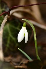Beautiful snowdrops on a natural background in spring