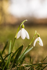 Beautiful snowdrops on a natural background in spring