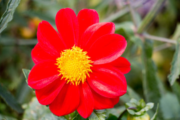 colorful of dahlia and green leaf with sun light,