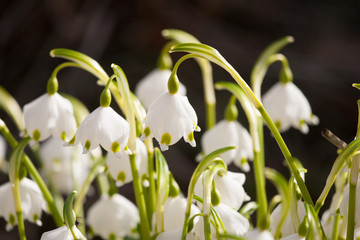 Fototapeta premium Beautiful snowdrops on a natural background in spring