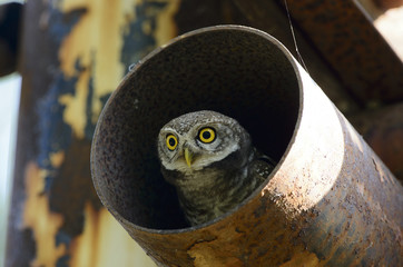 Bird, Owl, Spotted owlet (Athene brama) in metal pipe, Bird of T