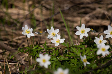 Beautiful white hepaticas on a natural background in spring