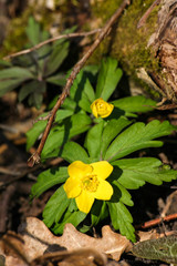 Beautiful yellow hepaticas on a natural background in spring