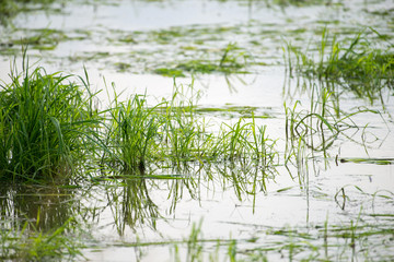 green rice field on the water
