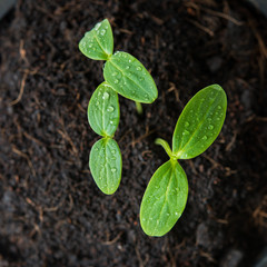 green sprout seed
