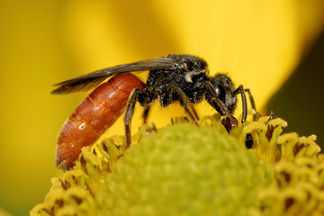 Grosse Blutbiene auf einer Blüte