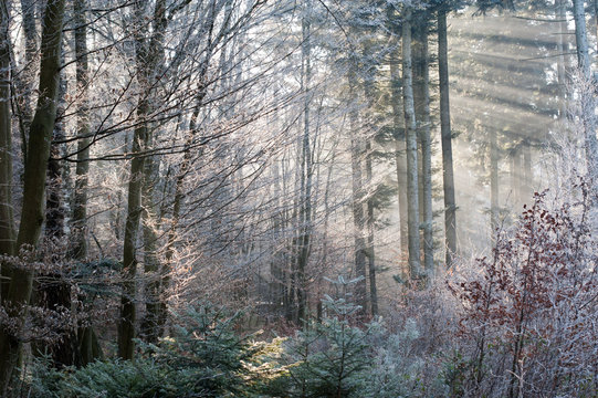 Sonnenstrahlen im Winter