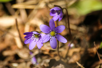 Beautiful common hepaticas on a natural background in spring