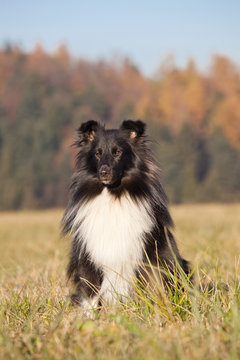 Portrait of nice sheltie