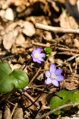 Beautiful common hepaticas on a natural background in spring