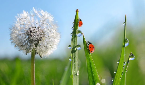 Fototapeta Dewy dandelion flower with ladybugs in grass. Spring season.